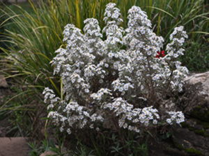 Vivers Càrex - Olearia scilloniensis